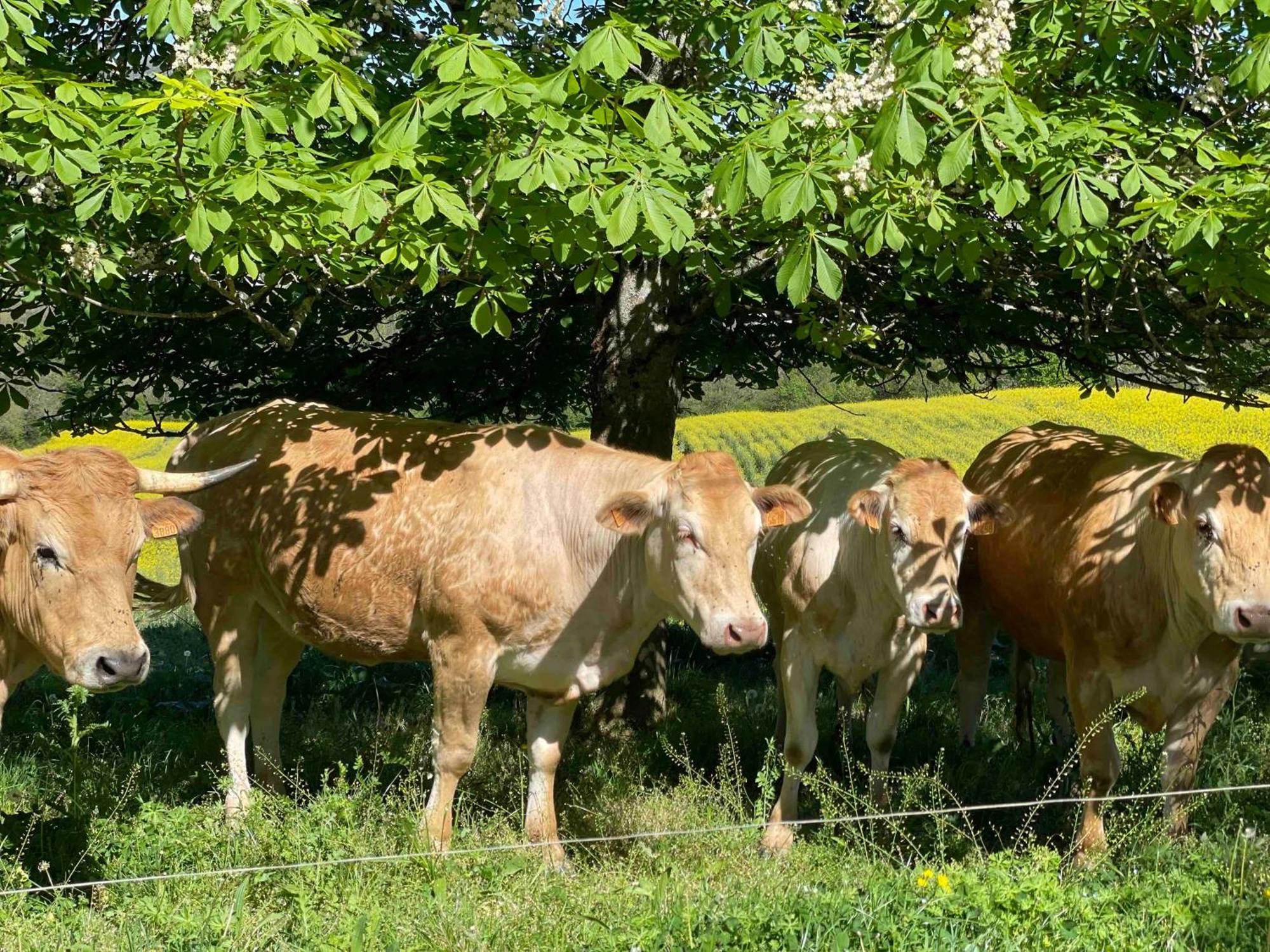 Domaine De Montfort Vakantiehuis *